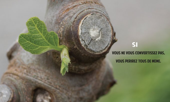 figuier-stérile.jpg