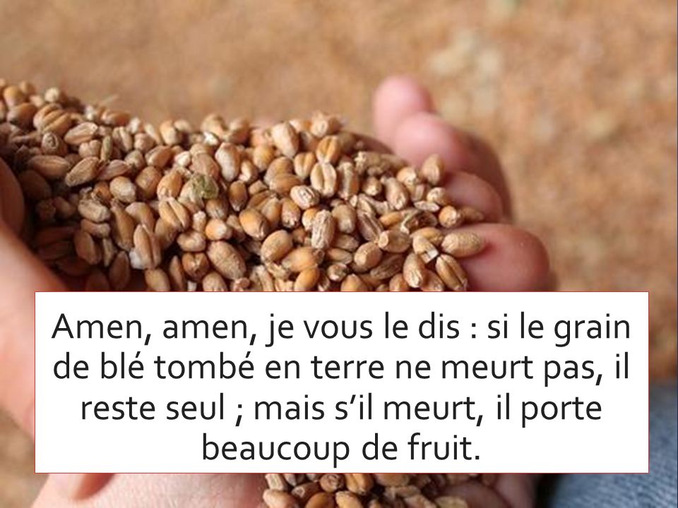 grain-de-blé.jpg