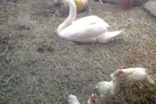 Cygne-1.jpg