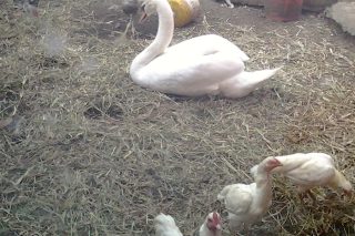 Cygne-1.jpg