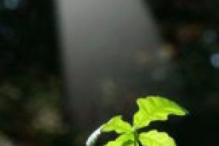 Feuille-lumière-vie.jpg