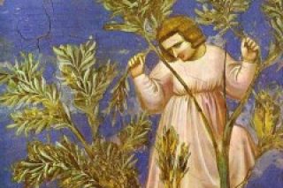 Zachée-Giotto.jpg
