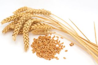 bon-grain-et-ivraie.jpg