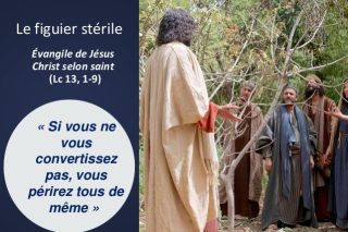 figuier-stérile-1.jpg