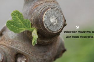 figuier-stérile.jpg