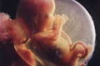 foetus-15semaines1.jpg