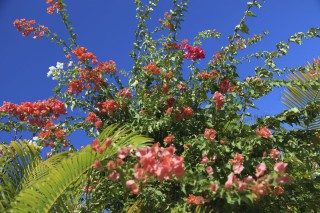 jardin-créole-fleuri.jpg