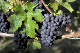 la-vigne-1.jpg
