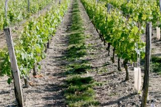 la-vigne-3.jpg
