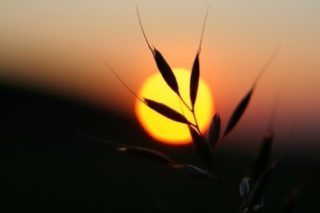 le-bon-grain-et-livraie.jpg