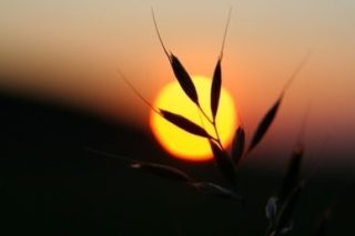 le-bon-grain-et-livraie.jpg
