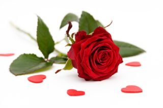rose-rouge.jpg